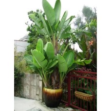 15 gal Giant Bird of Paradise