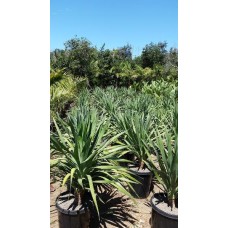 15 gal Dragon Trees