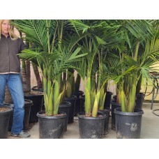 15 gal multi King palms