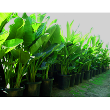 15 gal Giant Bird of Paradise