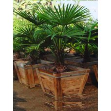 Chinese Windmill Palms