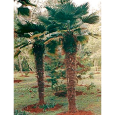 Dwarf Chusan Palm