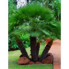 European Fan Palm