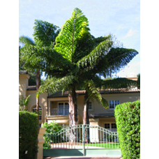 Giant Mountain Fishtail Palm
