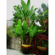 Giant White Bird of Paradise