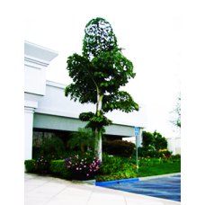 Mountain Fishtail Palm