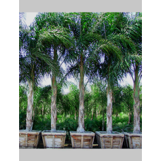Queen Palm