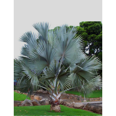 Silver Bismarck Palm