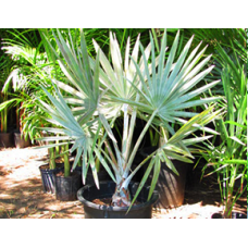 Silver Bismarkia Nobilis