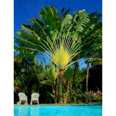 Travellers Palm