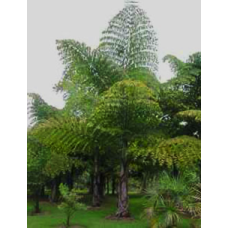 King Kong Thai Giant