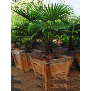 Chinese Windmill Palms