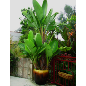 Giant White Bird of Paradise