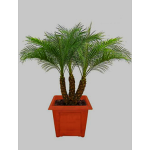 Pigmy Date Palm