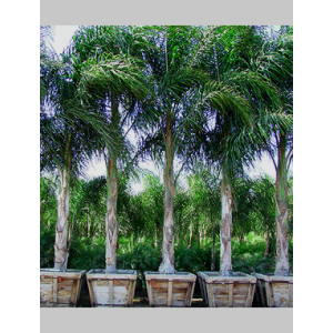 Queen Palm