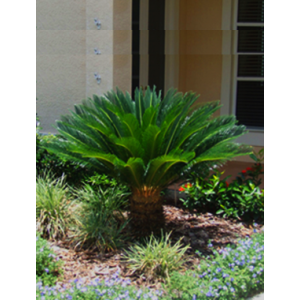 Sago Palm