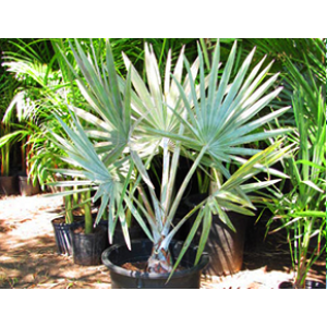 Silver Bismarkia Nobilis