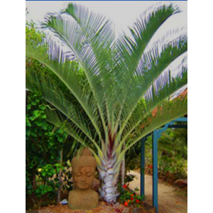 Triangle Palm