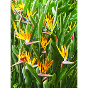 Tropical/Orange Bird of Paradise