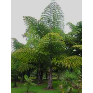 King Kong Thai Giant