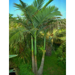 King Palm