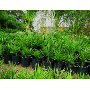 Mediterranean Fan Palm