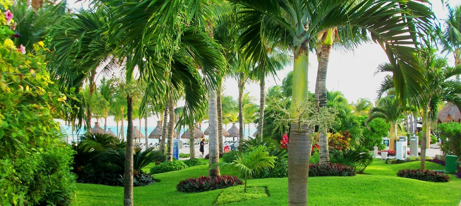 Palms